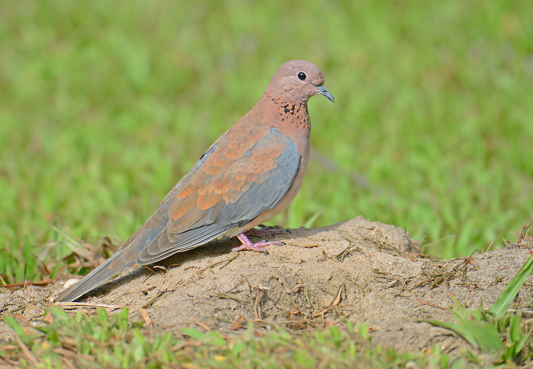  p>棕斑鸠(学名: i>spilopelia senegalensis /i>)是鸠鸽科珠颈斑鸠属