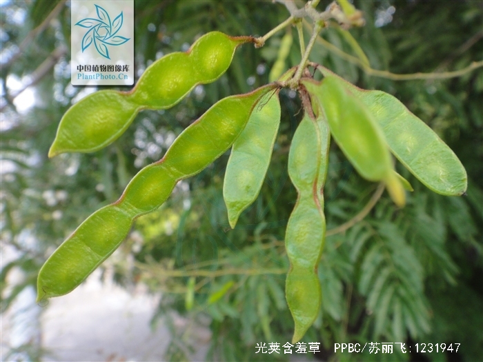  p>光荚含羞草(学名: i>mimosa sepiaria  /i>benth i>.