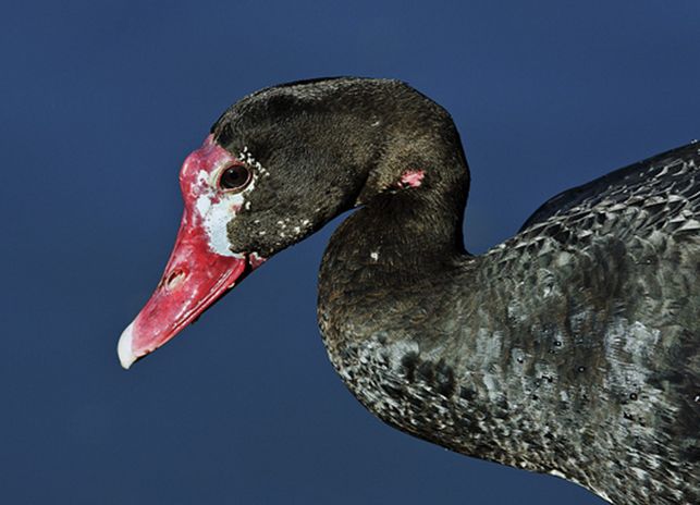 plectropterus gambensis