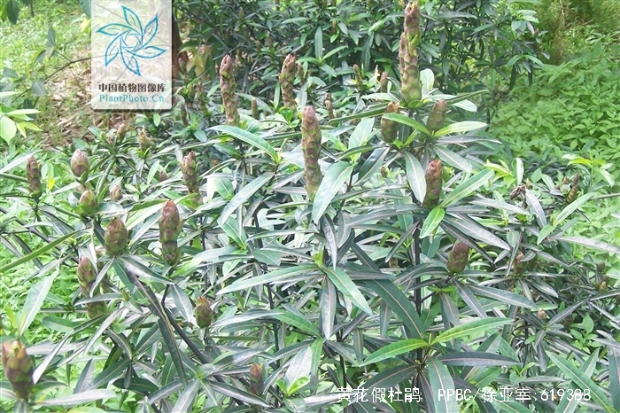  p>黄花假杜鹃(学名:barleria prionitis linn.