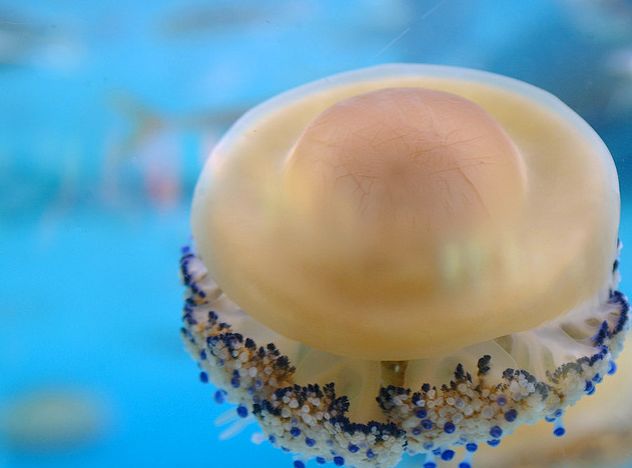  p>蛋黄水母(学名: i>cotylorhiza tuberculata /i>)是钵水母纲 a