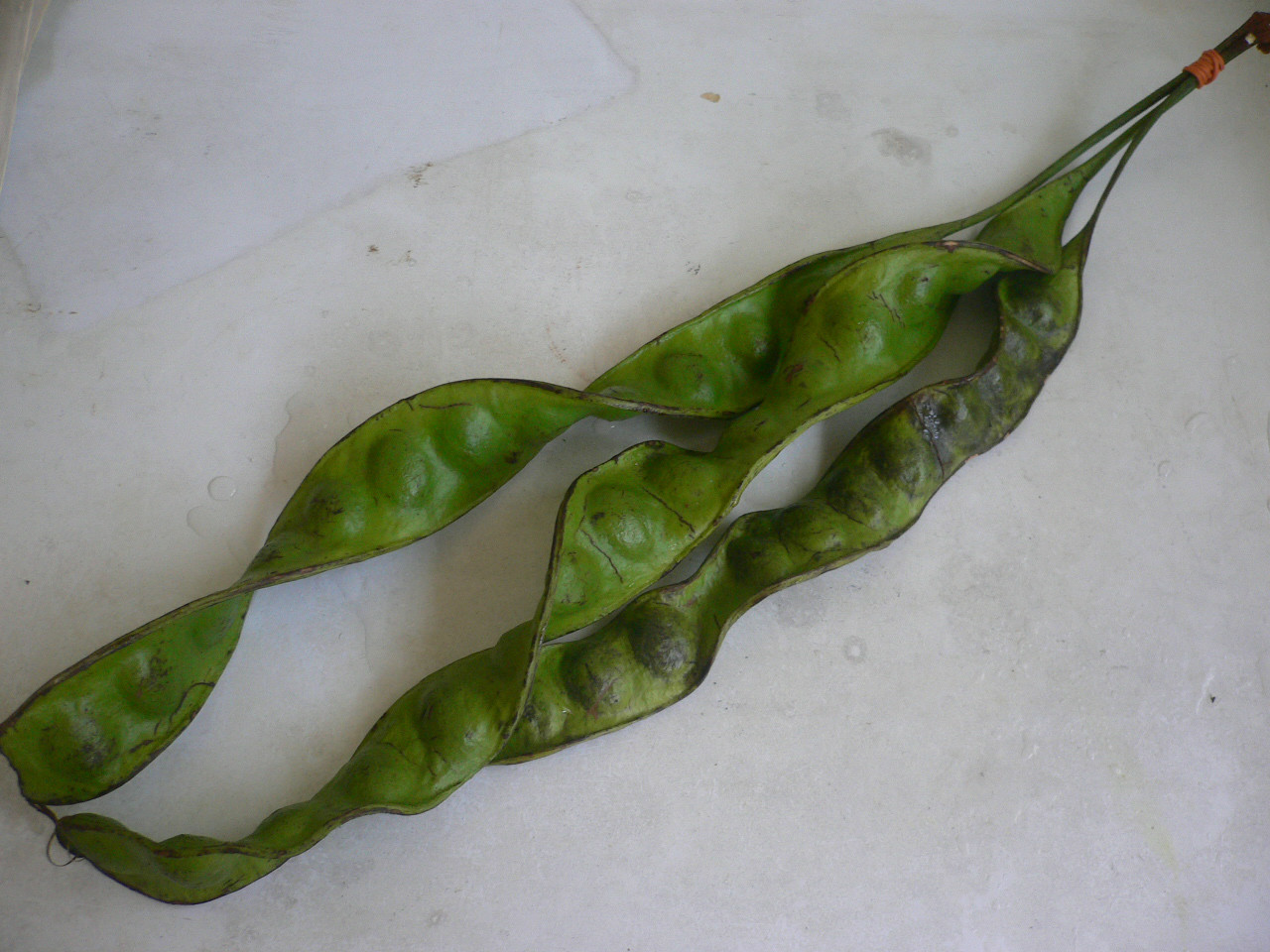  p>臭豆在 a target="_blank" href="/item/马