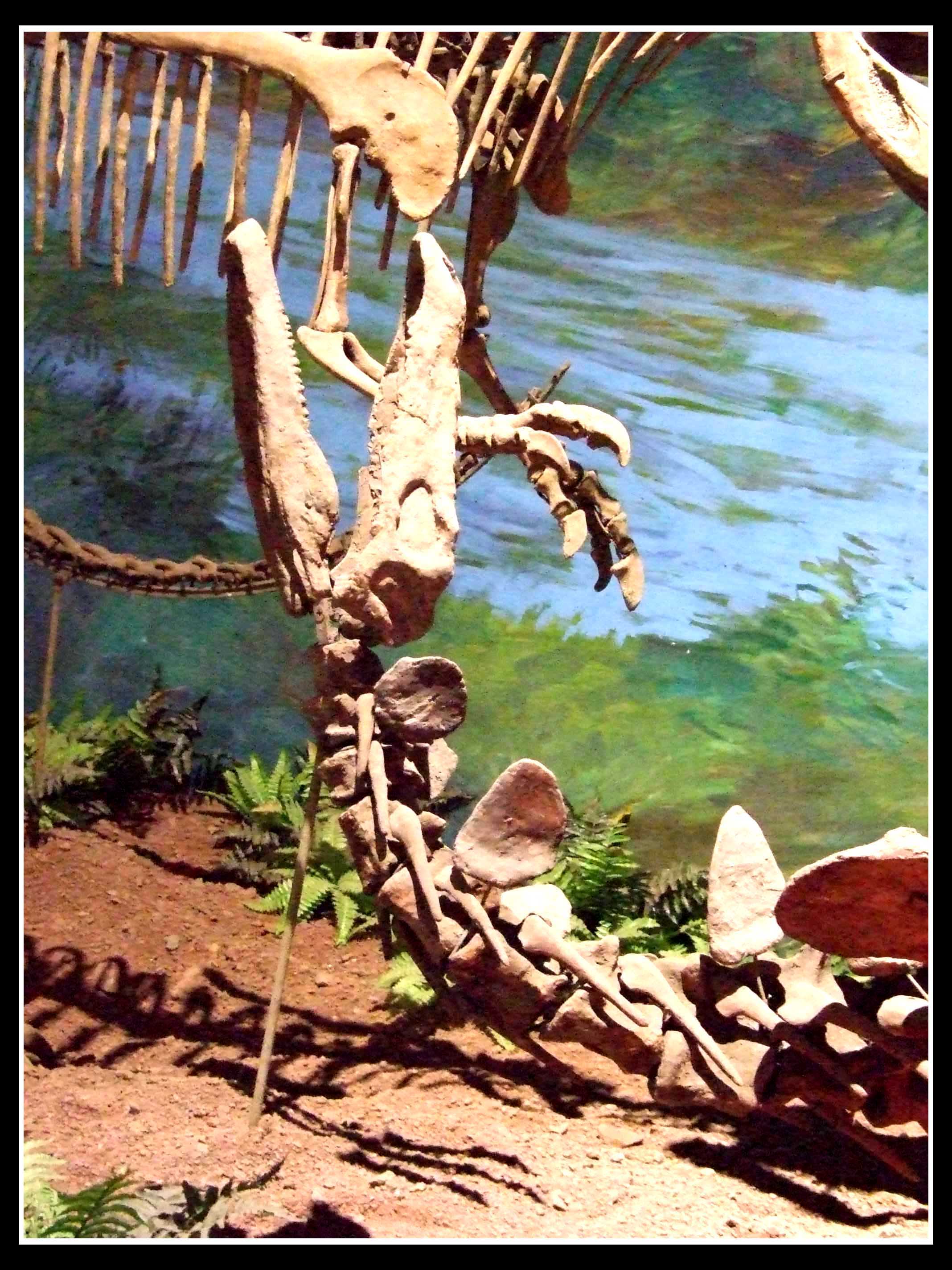 沱江龙(tuojiangosaurus)