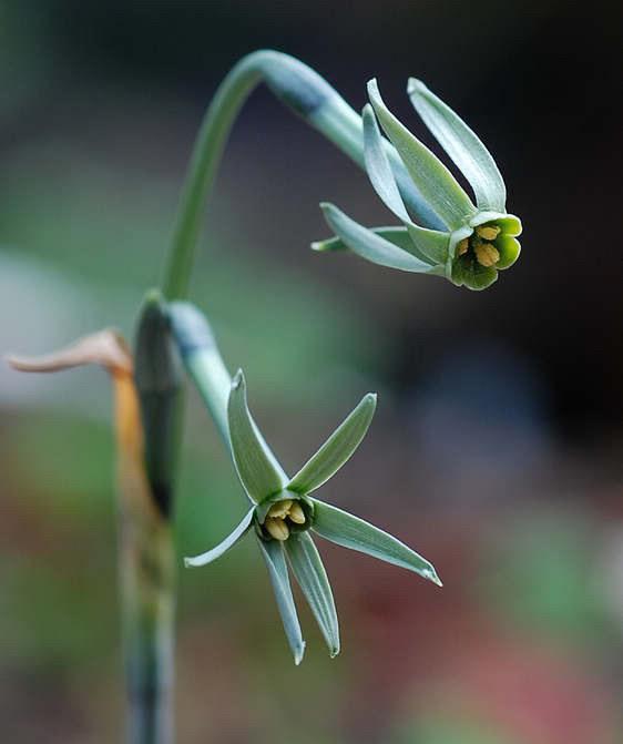  p>绿花水仙(学名: i>narcissus viridiflorus /i> schousb.