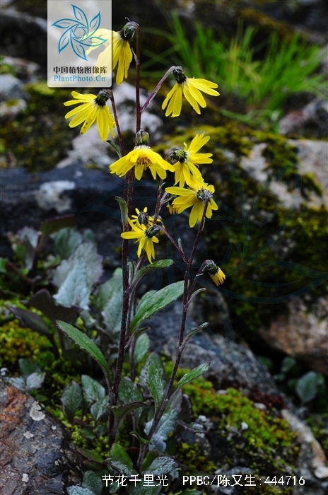  p>节花千里光是菊科的一种植物, a target="_blank" href="/item