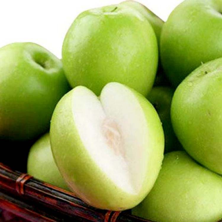  p>印度枣(学名:ziziphus incurva roxb.)又名滇枣,麦抱.