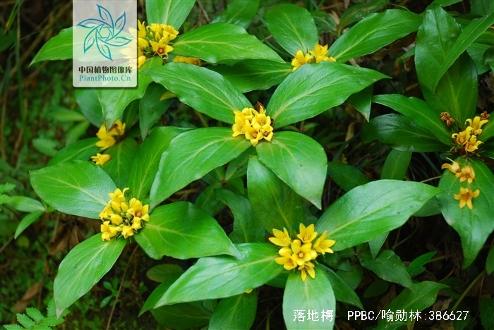  p> b>落地梅 /b>(学名: i>lysimachia paridiformis /i>)为 a target