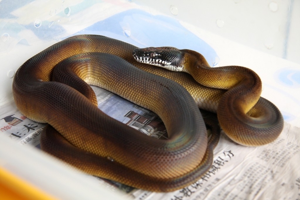 白唇蟒