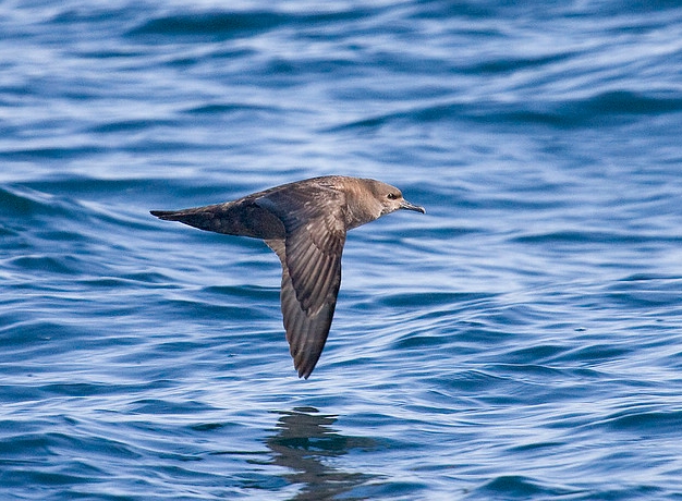  p>短尾鹱(学名: i>puffinus tenuirostris /i>)为鹱科剪水鹱属的鸟类