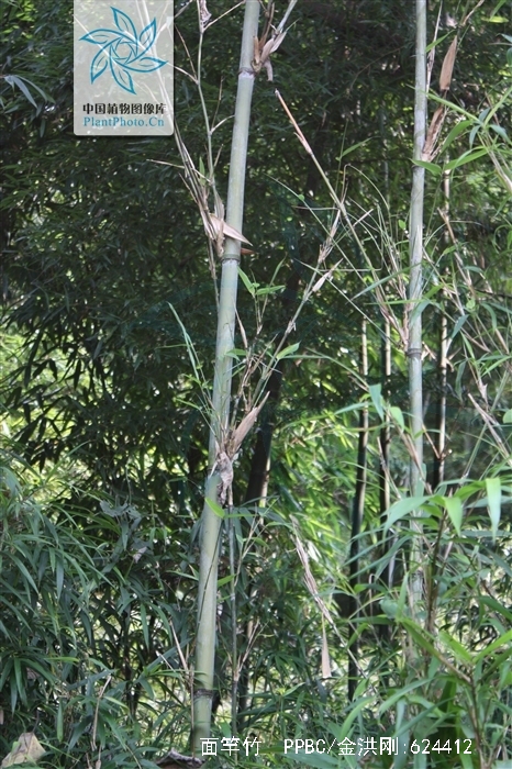  p> b>面竿竹 /b>(学名: b> i>pseudosasa orthotropa /i> /b>)为禾本