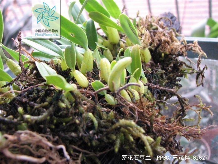  p>密花石豆兰(学名: i>bulbophyllum odoratissimum /i>  (j. e.