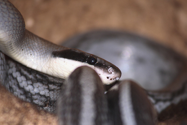  p>黑眉锦蛇(拉丁名:elaphe taeniura)是大型无毒蛇,全长可达2米左右.