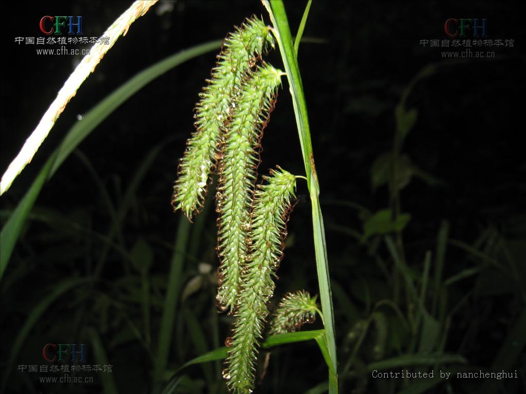  p>垂穗薹草(拉丁学名:carex brachyathera ohwi),为 a href="#">莎草