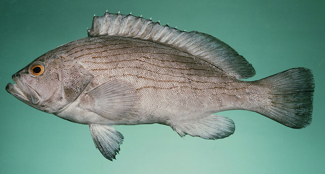  p>波纹石斑鱼,学名: i>epinephelus undulosus  /i>(quoy et gaimard