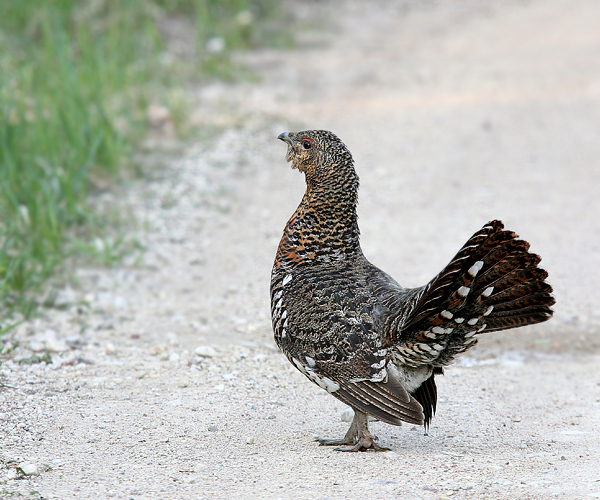  p>松鸡(学名: i>tetrao urogallus /i>):是 a target="_blank" href=