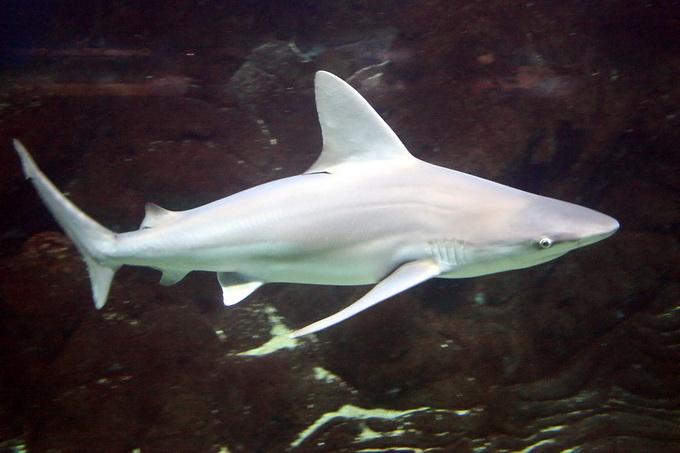  p>阔口真鲨(学名: i>carcharhinus plumbeus /i>)是真鲨科,真鲨属的