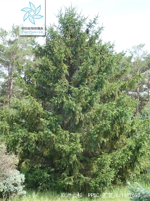  p>欧洲云杉(学名: i>picea abies /i> (l.) karst.