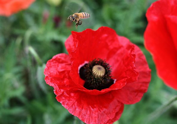 flanders field poppy