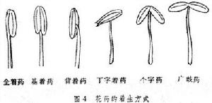  p>花药(anther)是 a href="#" data-lemmaid="2602874">花丝 /a>顶端