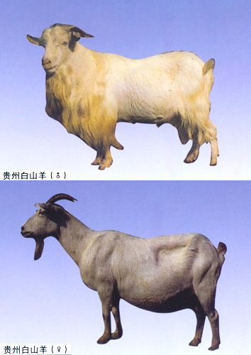 贵州白山羊