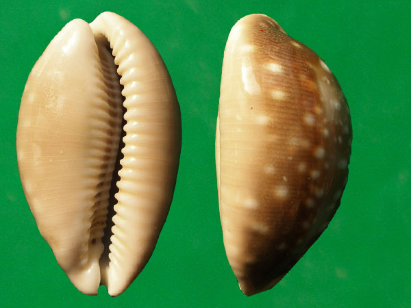  p>白星宝螺(学名:lyncina vitellus vitellus)是腹足纲宝螺科的 a