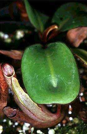  p>圆盾猪笼草(nepenthes clipeata,拉丁语中clipeata代表圆盾,指叶片