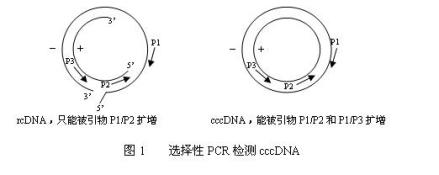 cccDNA_百度百科