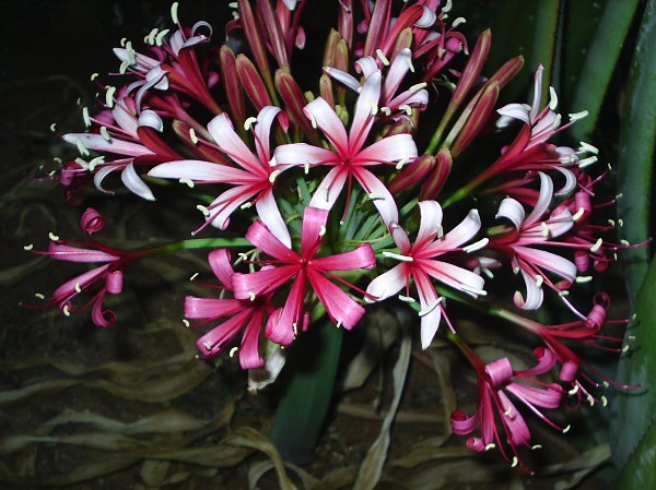  p>灯台百合,学名candelabra flower, perdespookbossie;石蒜科, a>