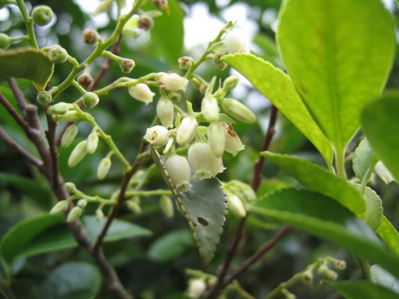  p>广东乌饭(学名:vaccinium guangdongense fang et z. h.