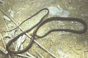  p>过树蛇( i>dendrelaphis pictus /i>&nbsp;(gmelin,1789))是游