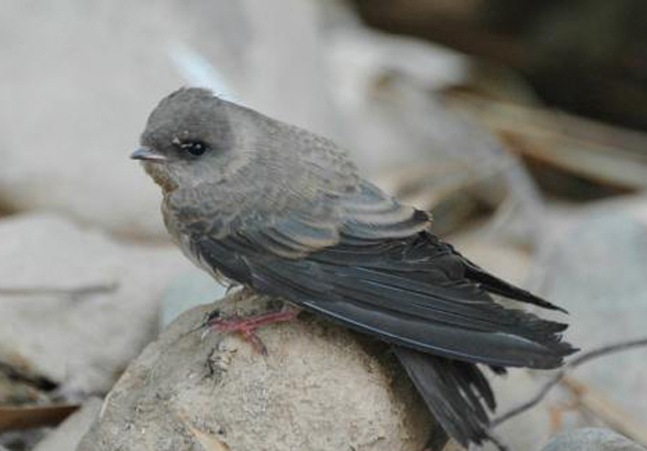  p>褐喉沙燕(学名: i>riparia paludicola /i>):也叫 a href="#" data