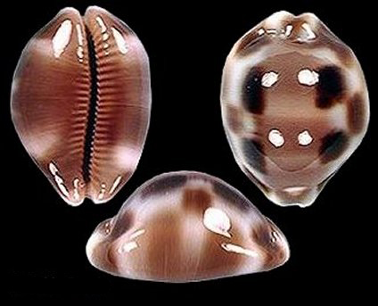  p>棋盘宝螺(学名:luria tessellata)是腹足纲宝螺科的 a href="#"