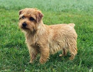  p data-id="gnyv41p7fc">诺福克梗是一种小型犬,是拥有丰富猎物的