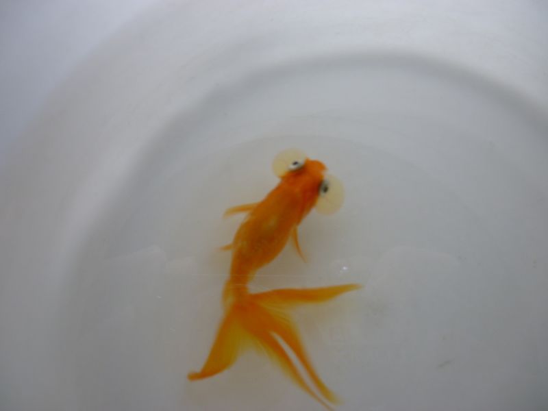 水泡眼金鱼