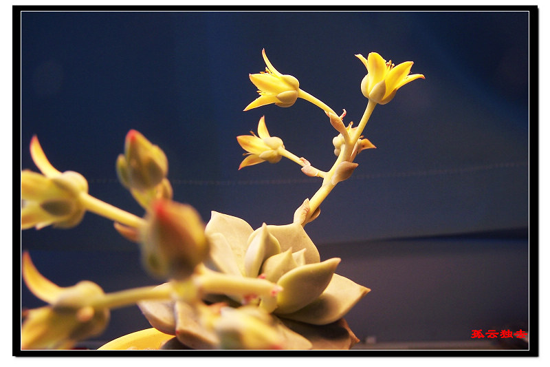 黄花石莲(变种)