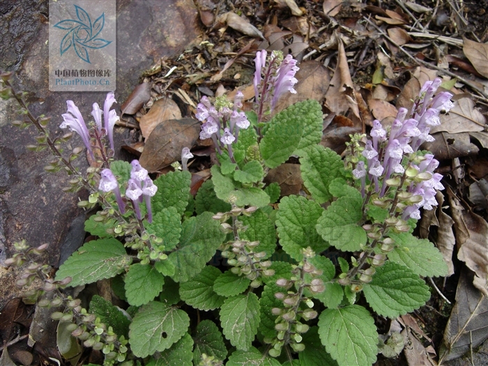 scutellaria indica var. elliptica