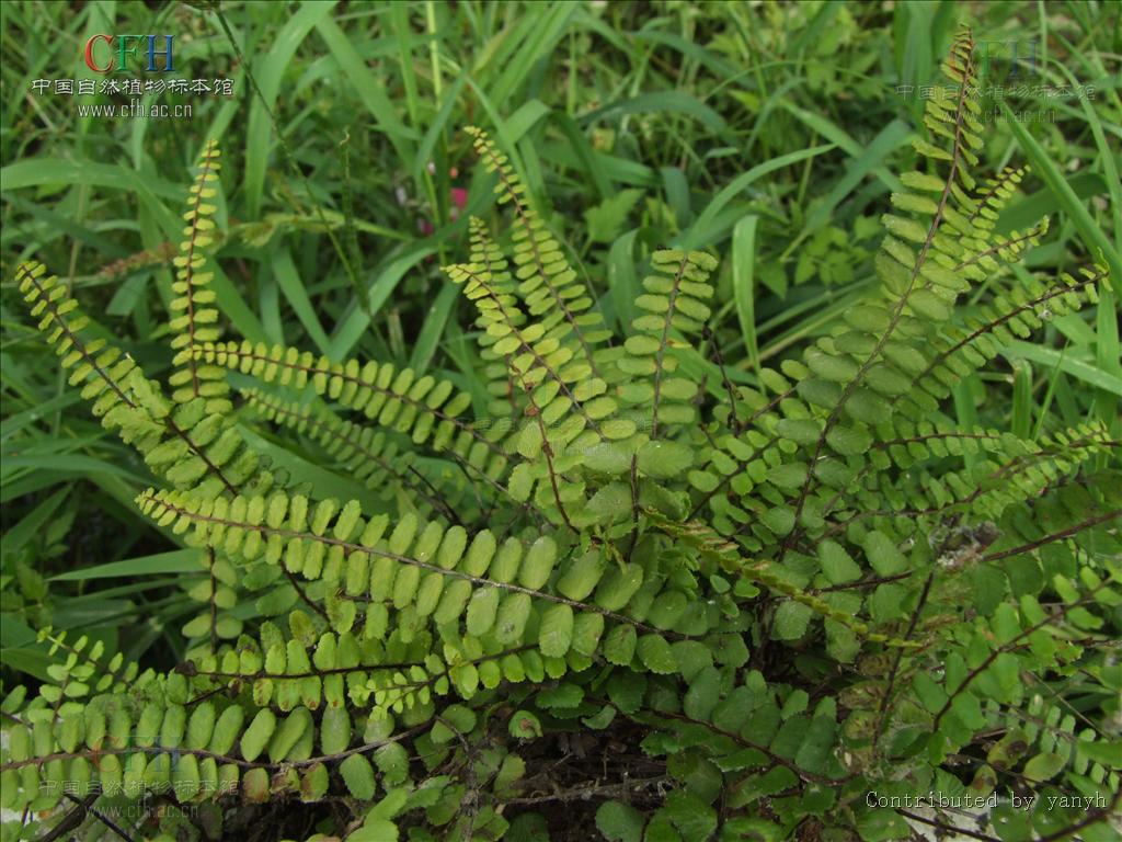  p>角蕨(学名: i>cornopteris decurrenti-alata /i>&nbsp;(hook.