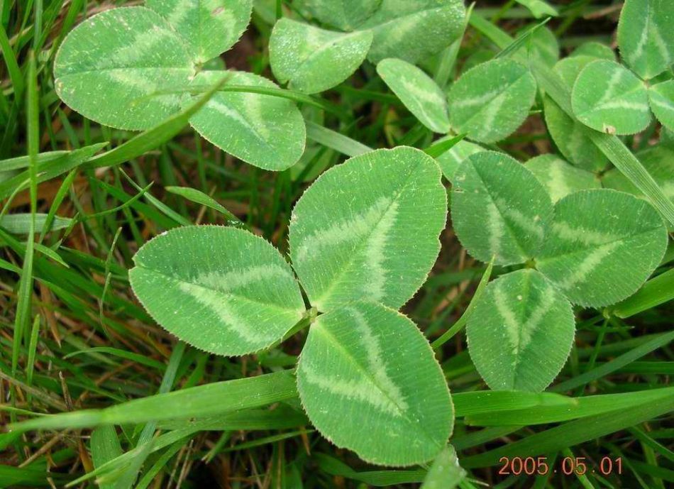  p>早熟禾(学名: i>poa annua /i> l.