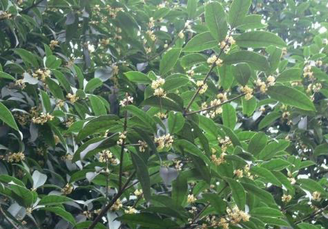  p>佛顶珠(学名: i>osmanthus fragrans /i> 'xiaoye foding