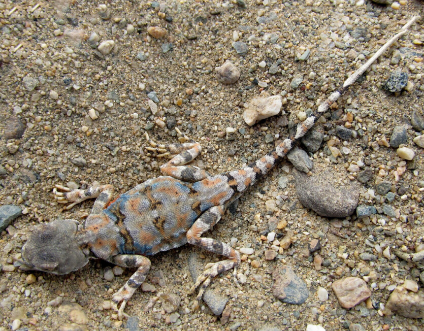  p>变色沙蜥(学名: i>phrynocephalus versicolor /i>)是鬣蜥科沙蜥属