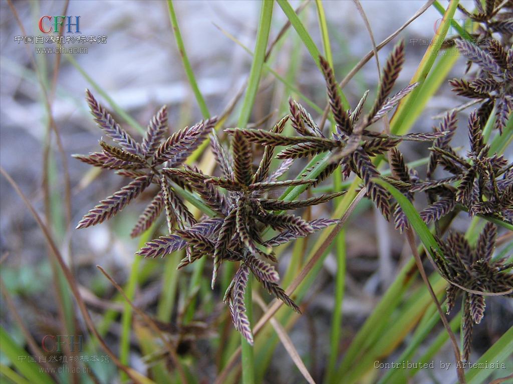 别名: a target="_blank" href="/item/球穗扁莎草/10682761" data