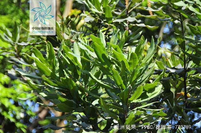 macadamia ternifolia f. muell.