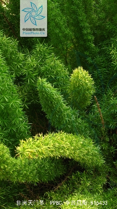  i>asparagus densiflorus /i> (kunth) jessop)是百合科天门冬属植物