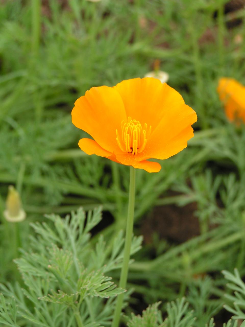  p>花菱草,(学名: i>eschscholtzia californica /i> cham.