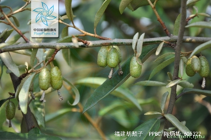 data-lemmaid="2544066">胡颓子科 /a>胡颓子属植物,常绿直立灌木