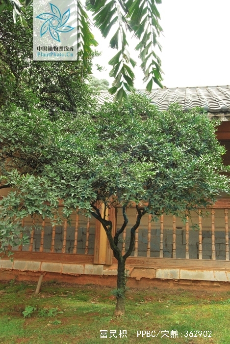 是芸香科枳壳属的一个新种,是1984年丁素琴等在云南省富民县发现的.