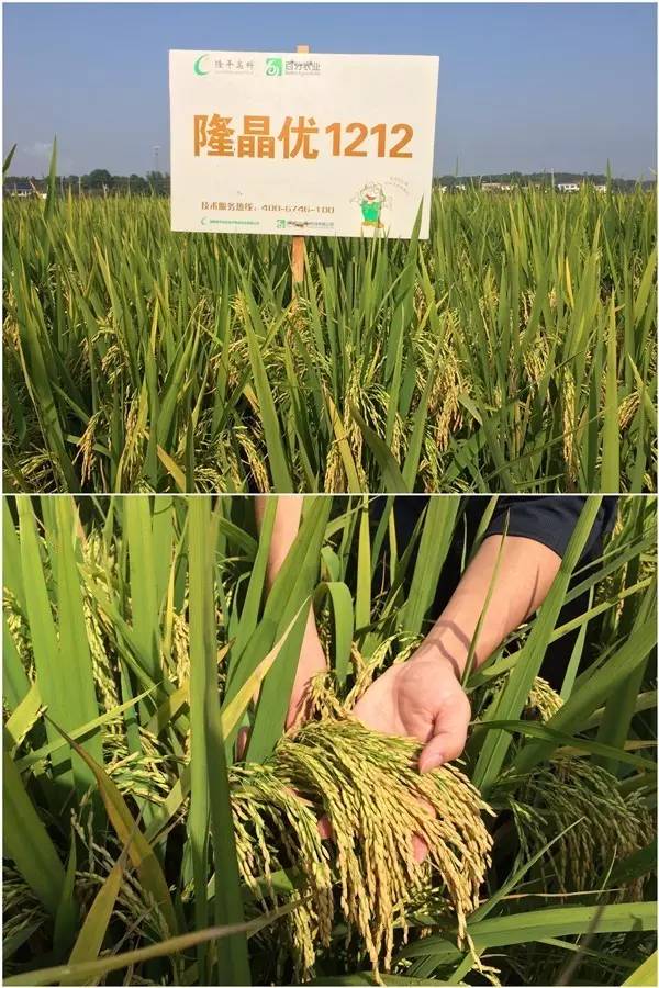 香妃稻隆晶优1212