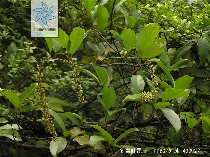  p>冬青叶鼠刺(学名: i>itea ilicifolia /i> oliv.