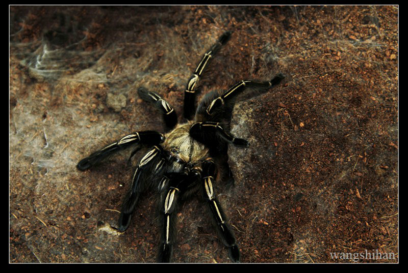 murinus)原产于法属圭亚那,苏里南的热带雨林,是一个经典的宠物捕鸟蛛