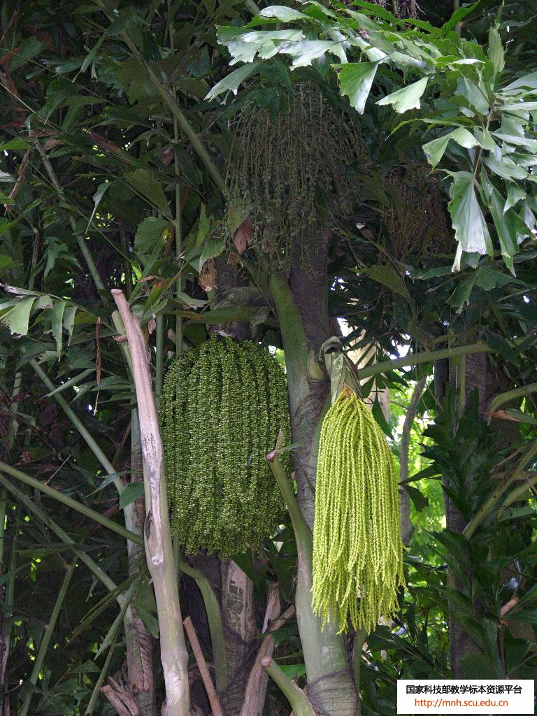  p>鱼尾葵属(caryota l), a target="_blank" href="/item/棕榈科